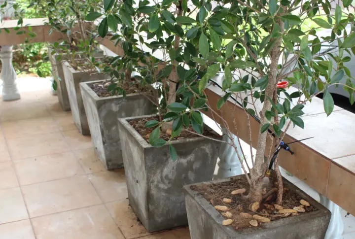 Regando las plantas