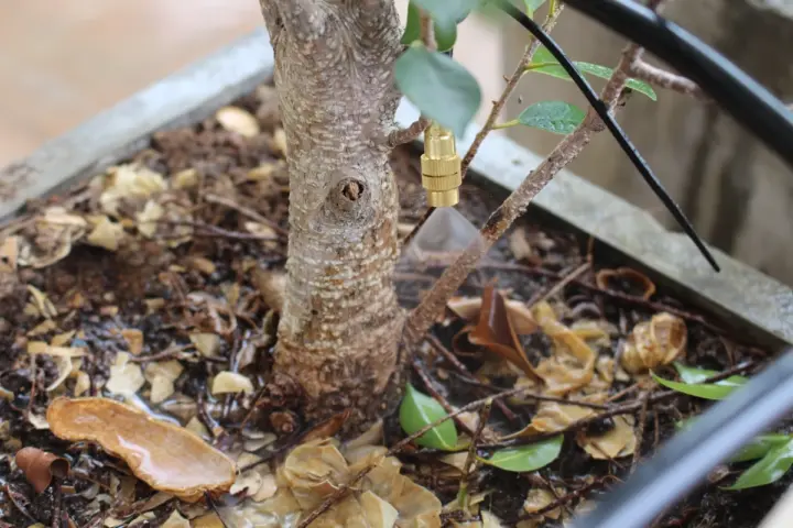 Regando las plantas