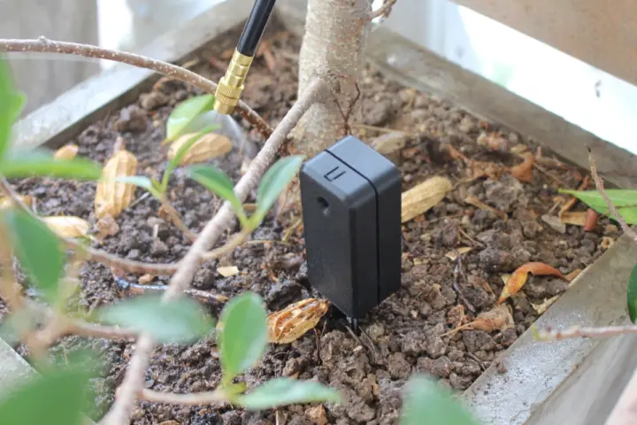 Regando las plantas cuando el suelo está seco